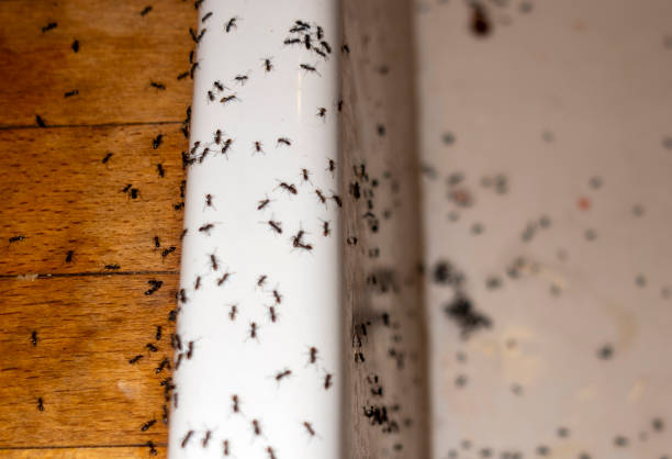 Best Termite Control Services  in Pelion, SC