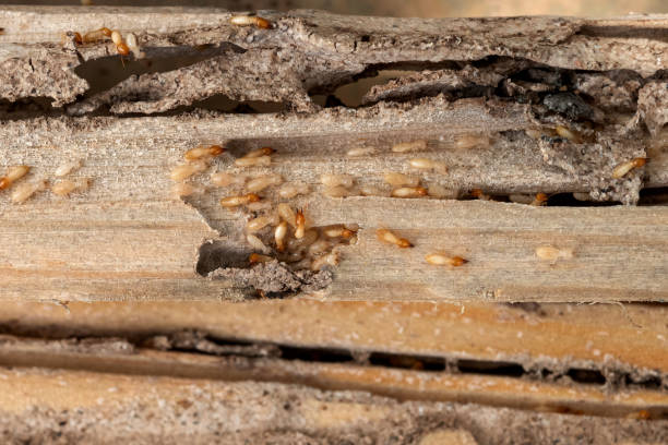 Wildlife Control Services in Pelion, SC